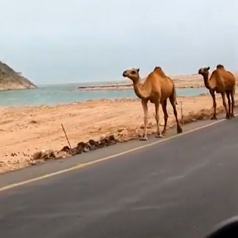 Ao sul de Salalah (terceira maior cidade de Omã) está a praia de Al Mughsail, com quase 10 km de praia ininterrupta cercada por penhascos de calcário. A água é azul-turquesa, mas o mar pode ficar agitado por conta das rajadas de vento. 