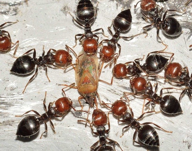 Estudos mostram que as formigas podem ser mais eficazes do que pesticidas na agricultura. Como também são predadoras, conseguem afastar certos insetos que se tornariam pragas nas áreas de produção de alimentos. 