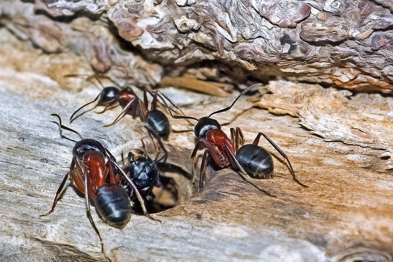 As formigas geralmente se comunicam por meio de substâncias química chamadas feromônios. Elas formam colônias, chamadas de formigueiros, que abrigam milhares, às vezes milhões, de formigas. São estruturas altas, mas, geralmente, o ninho fica no subsolo. 