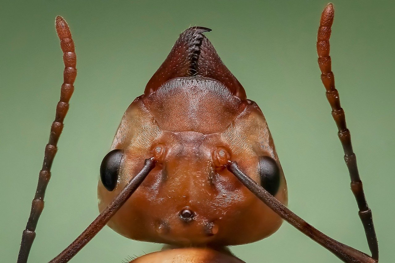 As rainhas são responsáveis pela reprodução da espécie, já que são elas que acasalam e põem os ovos. Os machos não realizam nenhuma atividade no formigueiro e servem apenas para o acasalamento com as rainhas.