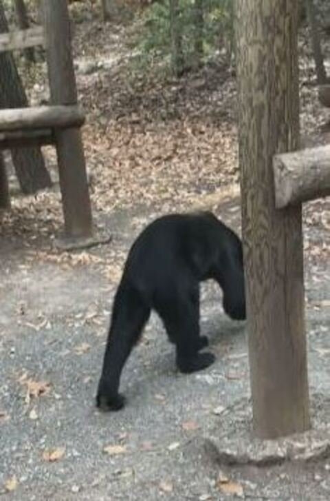 A mulher foi esperta ao manter calma e não demonstrar medo. O urso não ameaçou ninguém e foi embora após a comilança.  