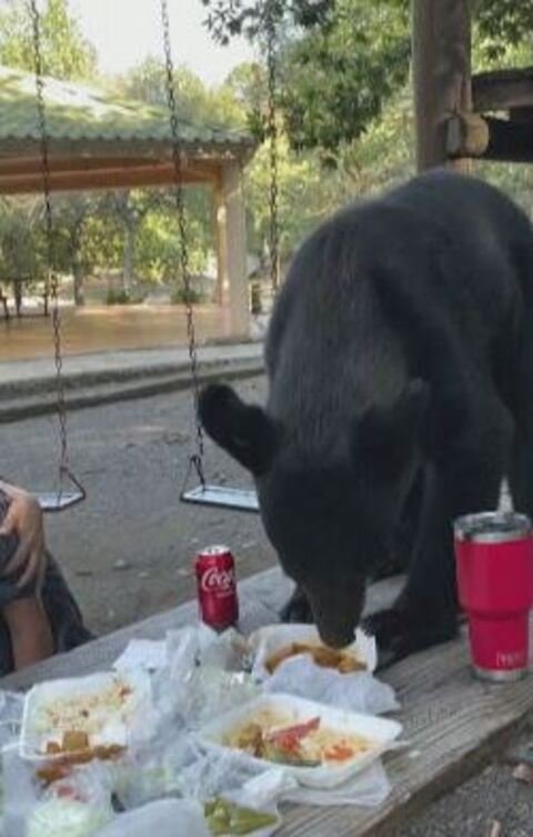 O animal subiu na mesa e devorou tacos, enchiladas e outros quitutes levados pela família.