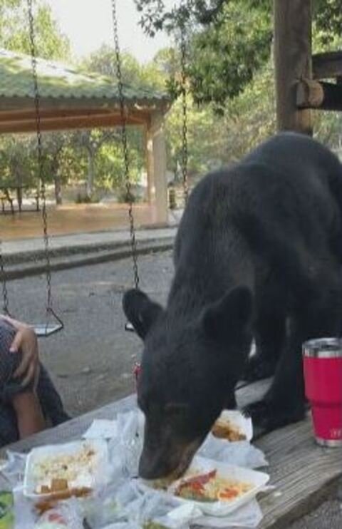 A família comentou que o melhor é parar de levar comida ao parque,  para não atrair animais.