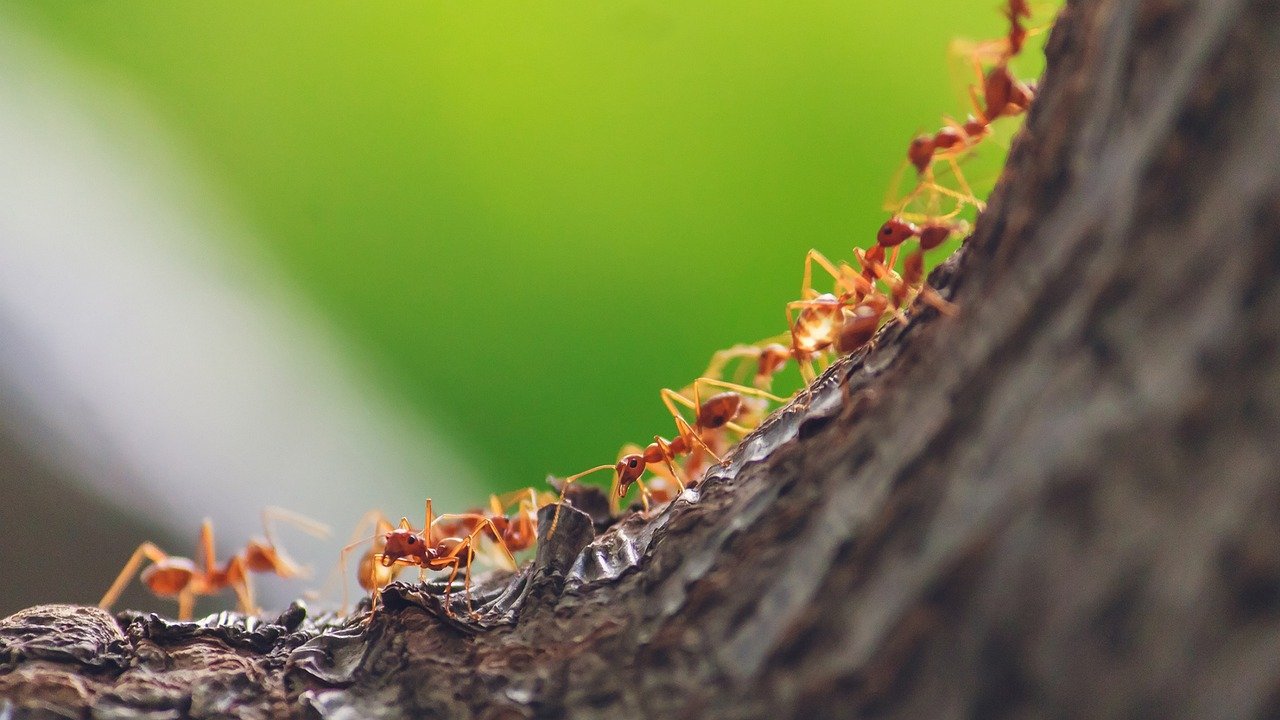 Milhares de plantas alimentam ou abrigam formigas em troca de proteção ou dispersão de suas sementes.  Por terem um alto grau de organização, elas estão em todas as partes do mundo, colonizando todos os ecossistemas, exceto nos polos.  Elas se espalham por florestas, desertos, pastagens e áreas urbanas, entre outros habitats. 