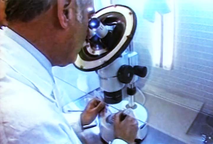 Nesse experimento, foram quase 150 embriões de primatas clonados e somente esses dois macacos vingaram. 
