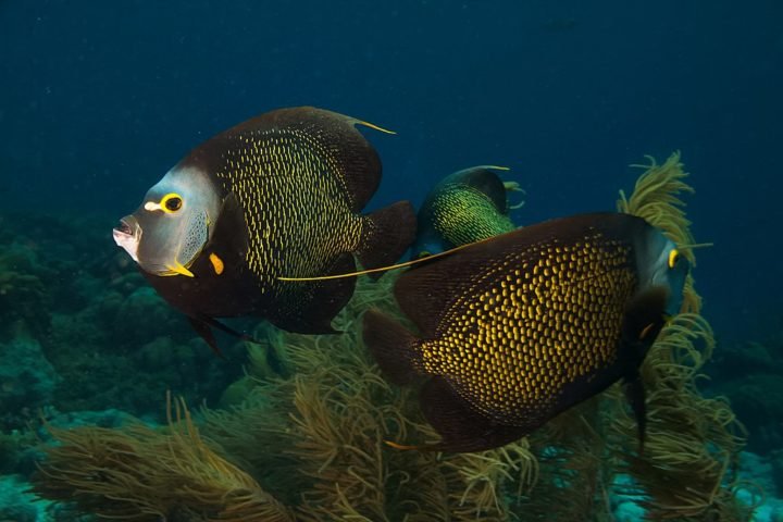 Peixes-frade: Embora a monogamia seja incomum entre os peixes, os peixes-frade são uma exceção, conhecidos por formarem laços permanentes com seus parceiros. -wikimedia commons 	LASZLO ILYES