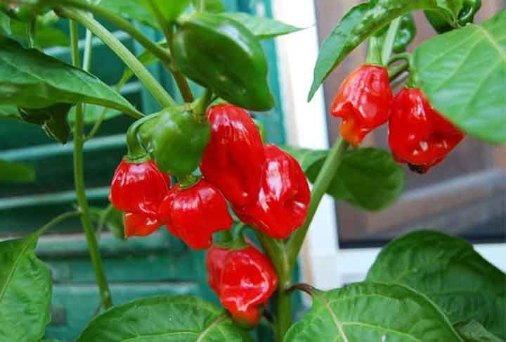 Habanero - Pequena, extremamente picante, com um sabor frutado. Comum na Península de Yucatán, especialmente em molhos frescos e marinadas como no pollo pibil.


