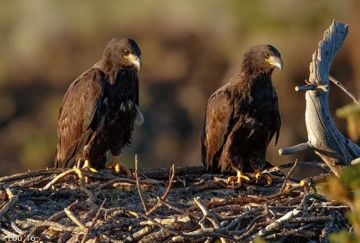 Águias-Carecas: Estas aves de rapina geralmente formam pares monogâmicos de longo prazo. Elas constroem e mantêm grandes ninhos em conjunto, retornando a eles ano após ano.-flickr Murray Foubister