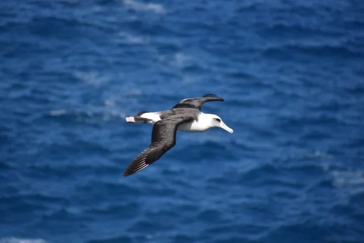 No entanto, se um dos parceiros falece, os albatrozes 