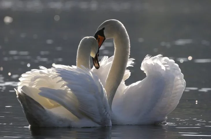 Cisnes: Símbolos do amor e da fidelidade, os cisnes formam pares para toda a vida, criando um elo praticamente inabalável.-Andreas Glöckner por Pixabay