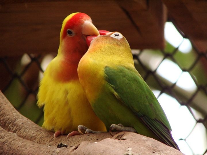Pássaro-do-amor: Também conhecido como agapornis ou periquito-namorado, esse pássaro escolhe um único parceiro para viver 