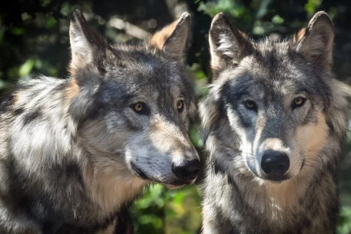Lobos: Vivendo em matilhas coesas, os lobos encontram na monogamia a base da estrutura social. O casal alfa lidera o grupo, demonstrando grande afeto e cuidado mútuo.-Christel SAGNIEZ por Pixabay
