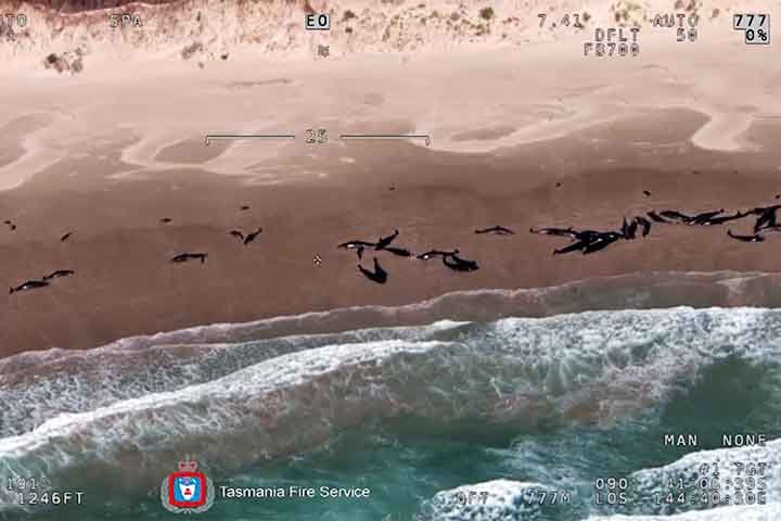 Especialistas no local afirmaram que as condições difíceis do terreno, com acesso limitado e ondas fortes, tornaram impossível salvar as baleias.