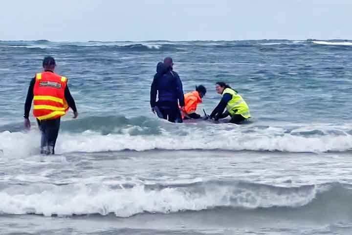 Duas tentativas de devolvê-las ao mar falharam, e os animais continuavam voltando para a praia por conta das condições do mar.