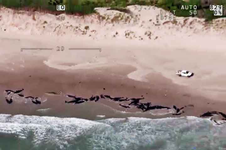 As autoridades ainda estão decidindo como lidar com as carcaças, considerando a possibilidade de deixar a natureza seguir seu curso.