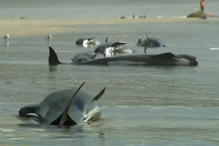 Especialistas sugerem que os encalhes podem ocorrer por desorientação ao seguir presas para a costa ou por um líder do grupo guiar os outros erroneamente para a praia. 
