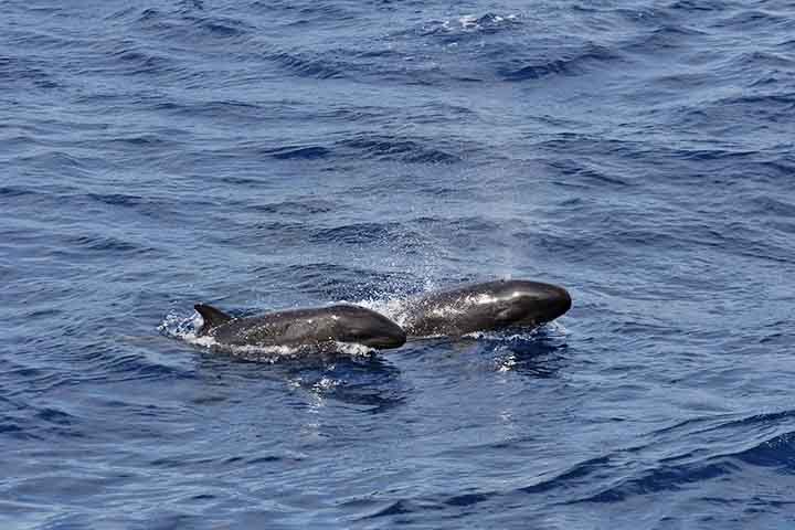 As falsas-orcas são animais excessivamente sociais, o que explicaria por que encalham em grandes grupos. 