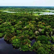 Os melhores países para ver vida selvagem - Reprodução do X @abcdusp