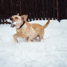 Labrador: o cão ideal para família e atividades ao ar livre - FOTO: Vlad Che?an / Pexels