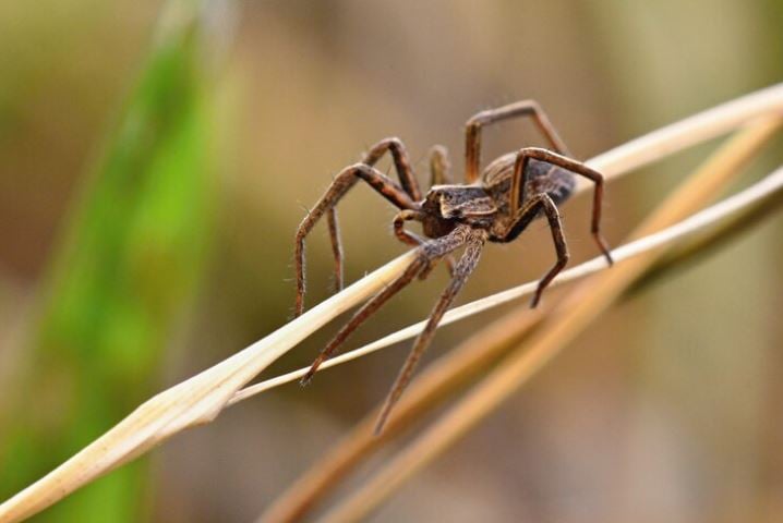 O Brasil tem três espécies de aranhas venenosas que são bastante perigosas. E as pessoas devem ter bastante atenção porque elas podem se esconder de forma eficiente e atacar de repente. 