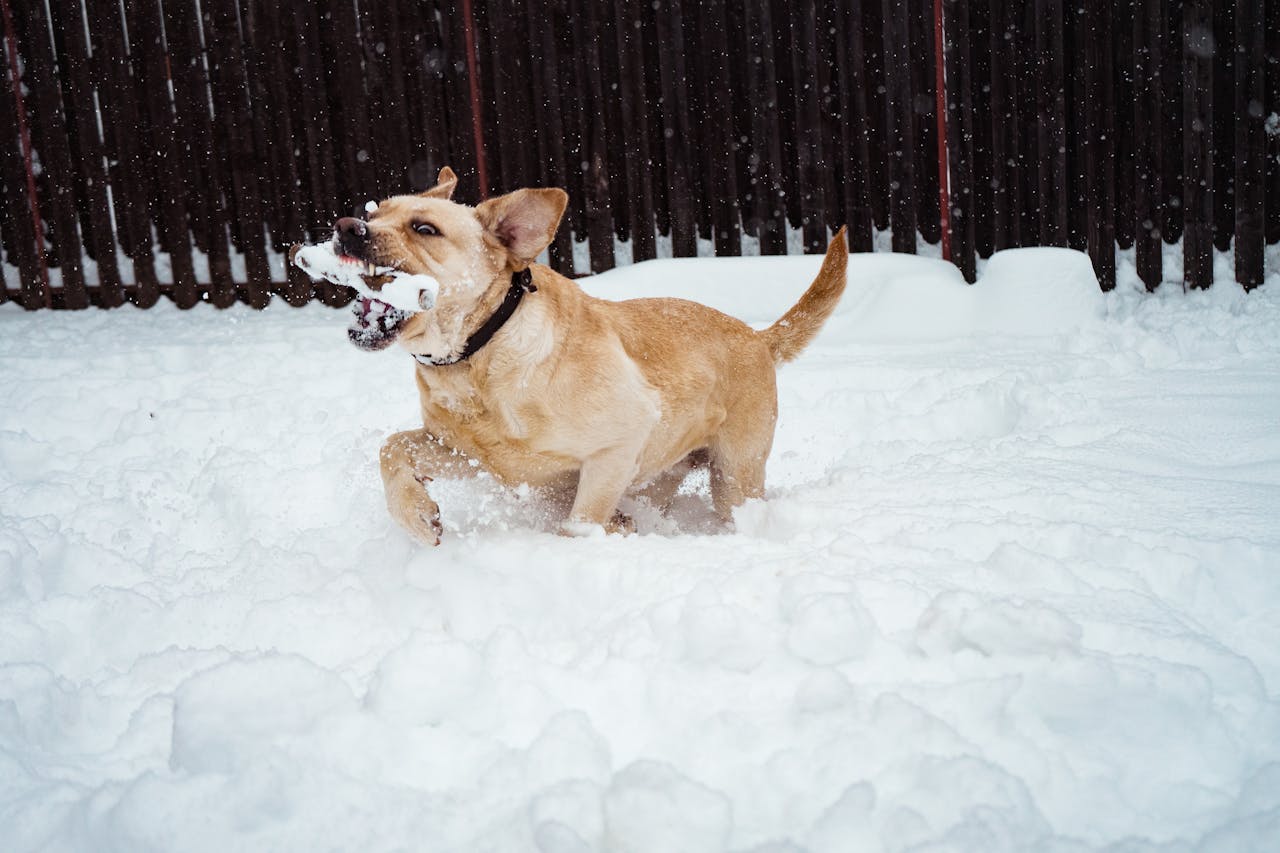 Labrador: o cão ideal para família e atividades ao ar livre