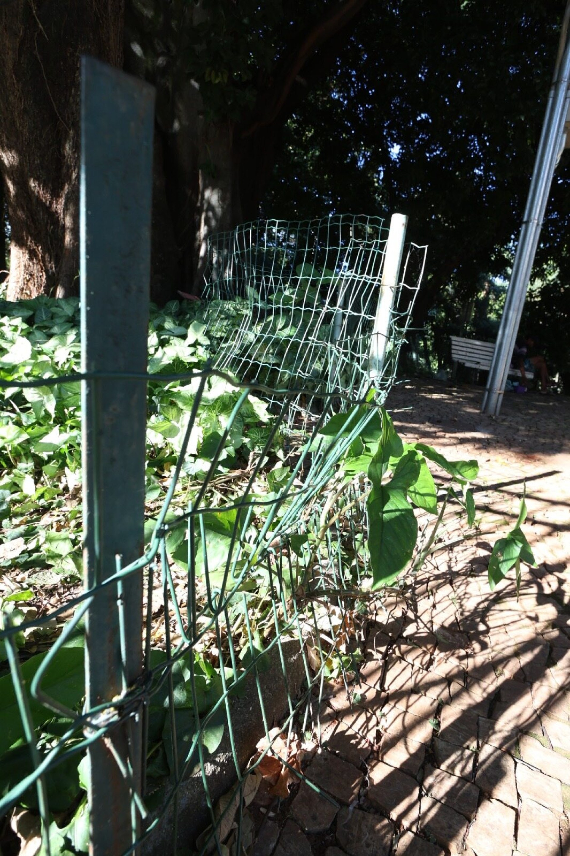 Foliões danificam grades do Parque Municipal durante desfile do bloco Pipoquinha do Alok, que contou com uma multidão estimada em 500 mil pessoas-Marcos Vieira/EM/D.A Press