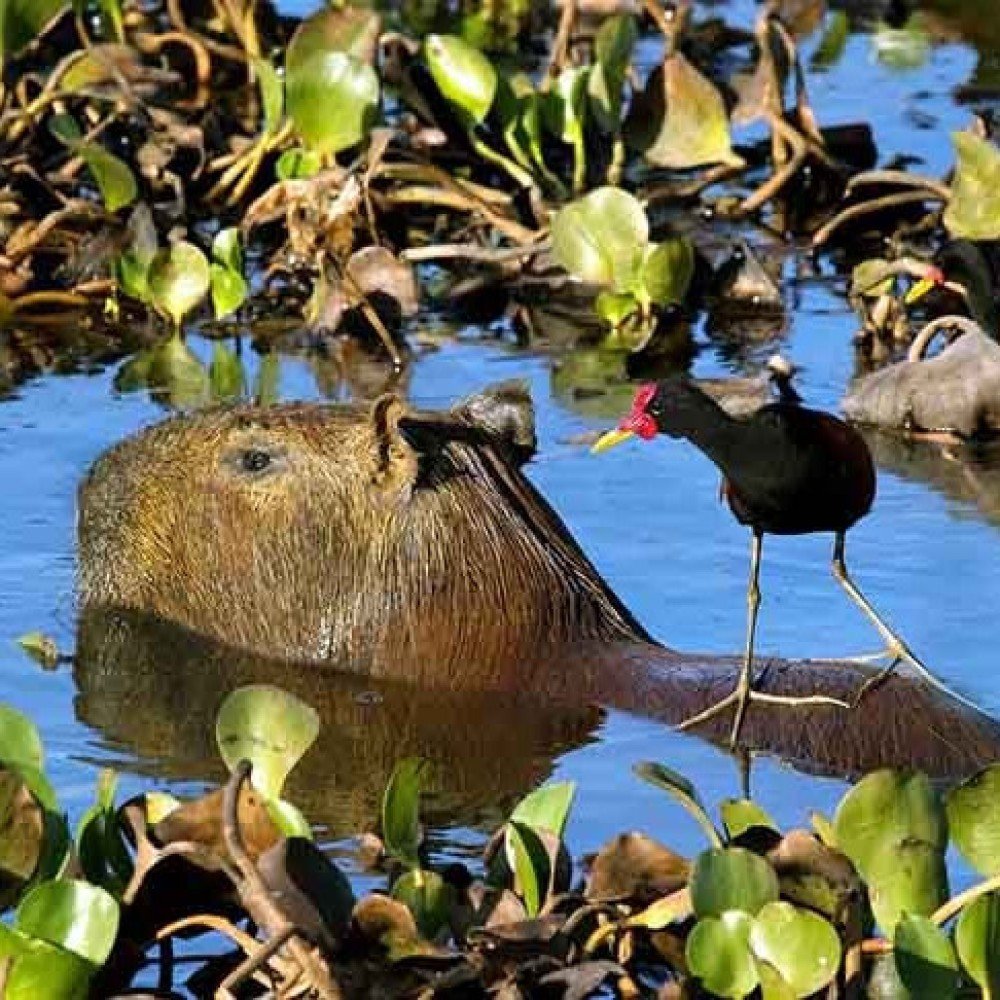 Animal ‘sociável’: capivaras exalam ‘carisma’ em áreas urbanas
