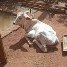 Bezerro roubado em fazenda encontrado em boca de fumo - PMMG