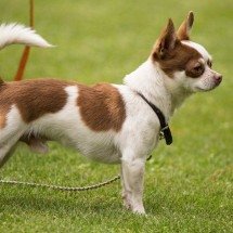 Chihuahua: o pequeno cão com grande personalidade - FOTO: Rafael Guajardo / Pexels