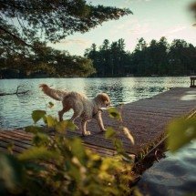 Poodle é originário da Alemanha; veja as principais características da raça - Roberto Nickson / Pexels