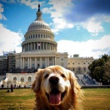 Golden Retriever é uma das raças mais populares do mundo - Instagram @shurastey.dogs