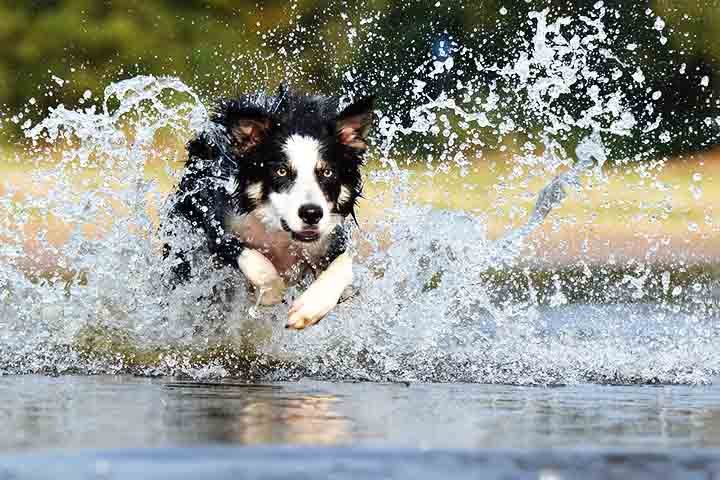 Com reflexos rápidos e grande capacidade de aprendizado, destaca-se em diversas atividades. Seu temperamento energético exige desafios físicos e mentais constantes.