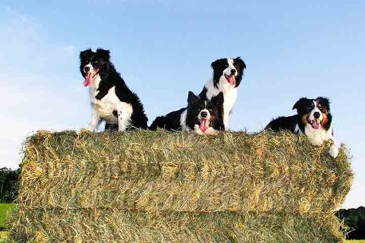 Possui porte médio, corpo atlético e pelagem densa que pode ser lisa ou ondulada.