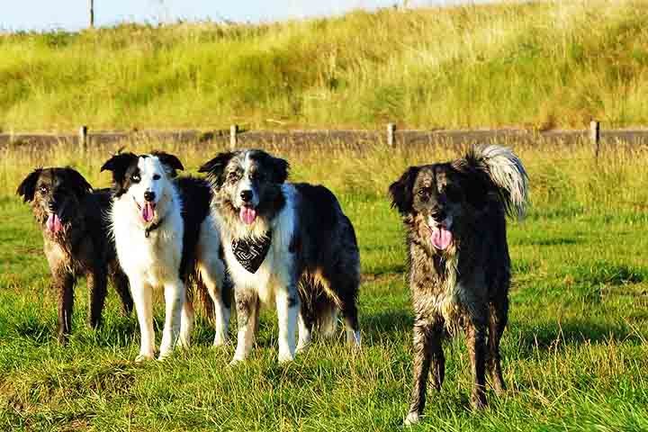 Sua coloração varia entre preto e branco, marrom, azul merle e outras combinações. Seus olhos atentos demonstram sua constante vigilância e disposição para o trabalho.