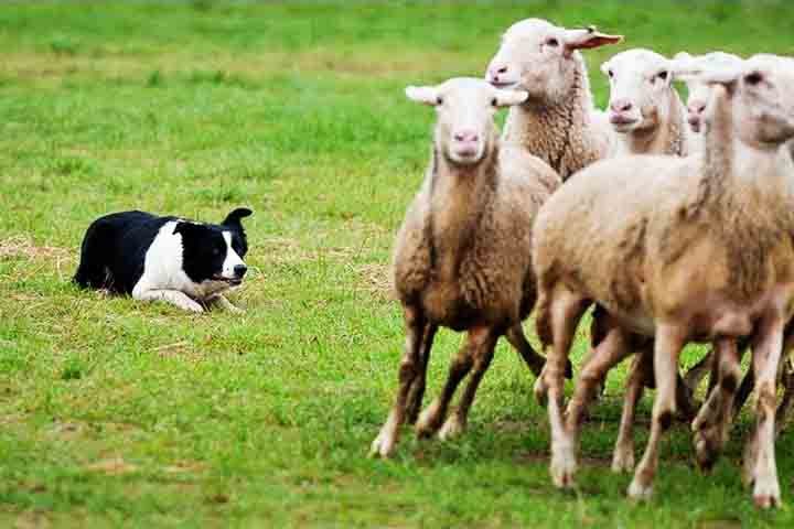 Originário da fronteira entre a Escócia e a Inglaterra, foi desenvolvido para pastoreio. Criadores buscavam um cão ágil, resistente e extremamente obediente. Hoje, é considerado um dos melhores cães para competições de obediência e agility.