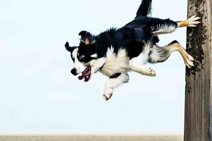 A expectativa de vida do Border Collie varia entre 12 e 15 anos. Com alimentação balanceada e acompanhamento veterinário, pode manter-se ativo por muito tempo. Exercícios regulares são essenciais para sua qualidade de vida.