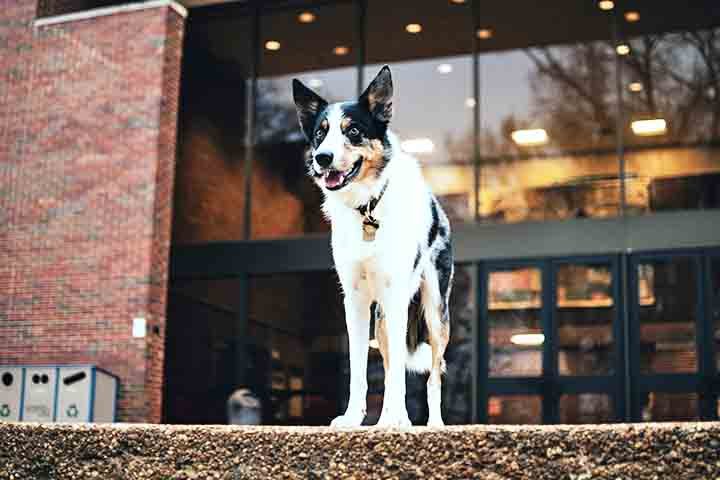 O Border Collie é encontrado principalmente em fazendas e áreas rurais. Sua vocação para o trabalho faz com que seja muito utilizado no pastoreio. No entanto, também se adapta bem a lares urbanos, desde que tenha espaço e atividades suficientes.
