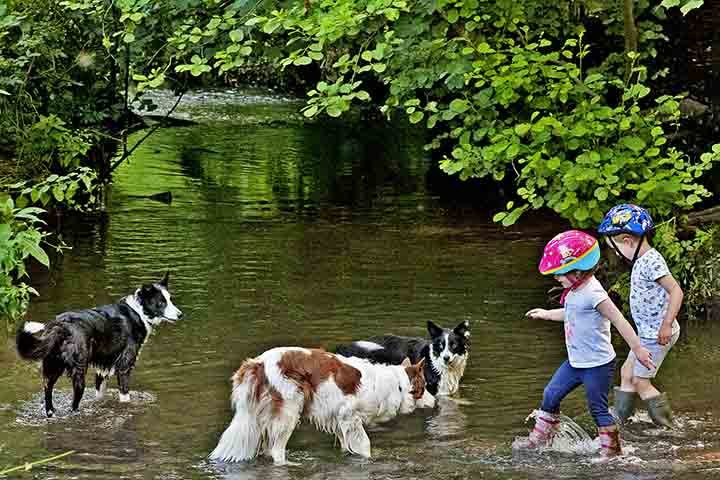 Seu temperamento equilibrado e leal faz dele um excelente cão de família. Gosta de estar próximo aos tutores e se dá bem com crianças e outros animais. No entanto, seu instinto de pastoreio pode levá-lo a tentar guiar pessoas e bichos.