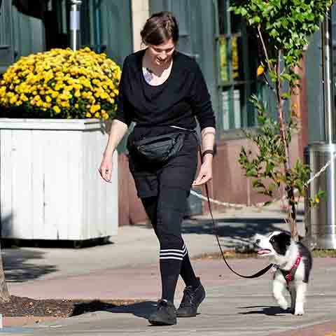 O adestramento é altamente recomendado para essa raça. Devido à sua inteligência, aprende comandos com extrema facilidade. Métodos baseados em reforço positivo são os mais eficazes para seu treinamento.