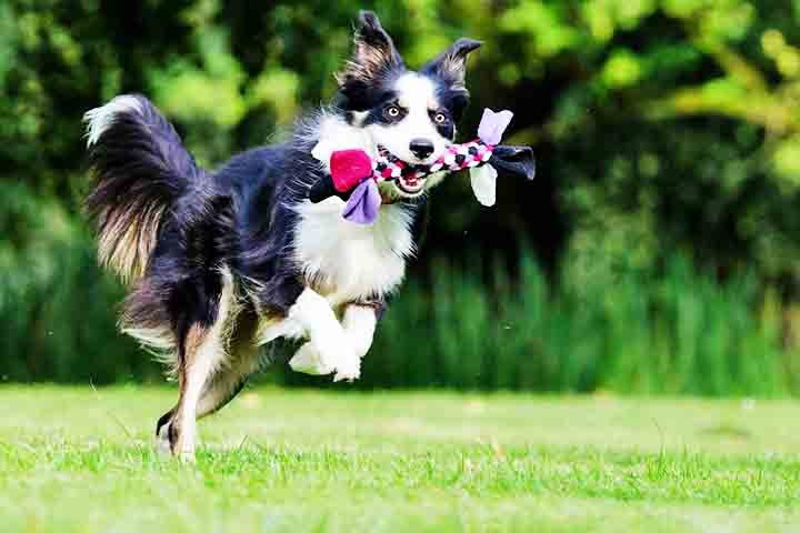 Ã? um cÃ£o que precisa de desafios diÃ¡rios para se manter equilibrado. Sem atividades fÃ­sicas e mentais, pode desenvolver comportamentos destrutivos. Brinquedos interativos e esportes caninos sÃ£o Ã³timas opÃ§Ãµes para estimular sua mente.