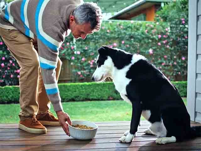 A alimentação deve ser rica em proteínas para suprir sua alta demanda energética. Controlar as porções é importante para evitar o sobrepeso. Recomenda-se o acompanhamento veterinário para ajustes na dieta conforme a idade e o nível de atividade.