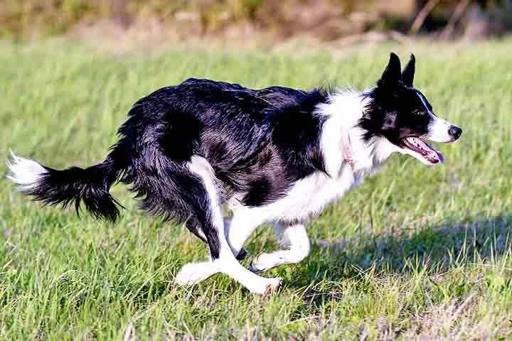 A escolha por um Border Collie deve ser feita com consciência e responsabilidade. Sua energia e inteligência demandam tempo e dedicação dos tutores. Para quem busca um cão ativo e interativo, essa raça é uma excelente opção.