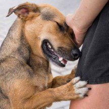 Conheça as principais causas de coceira em animais de estimação - FreePik