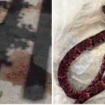 Homem engole cobra, vomita e é levado às pressas para hospital - Imagens cedidas/Neto Rodrigues