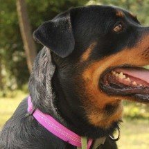 Rottweiler: força, inteligência e lealdade se destacam - Foto de Andrea G. Glasche / Pexels