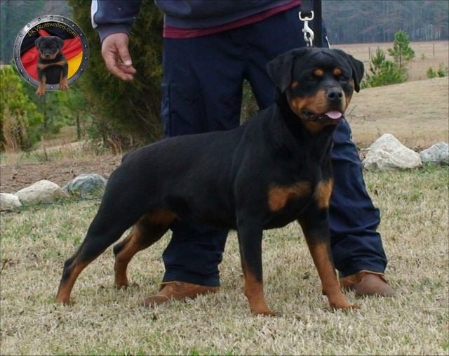 Escolher um Rottweiler exige comprometimento e dedicação. Quando bem treinado, é um amigo leal e confiável para toda a vida. Sua presença impõe respeito, mas seu coração é repleto de amor pela família.