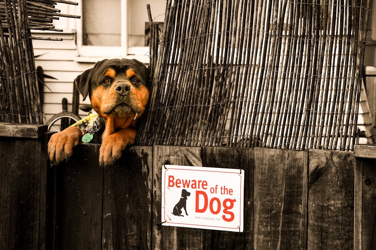O Rottweiler é amplamente encontrado em diversos países, principalmente em residências e propriedades rurais. Sua aptidão para proteção o torna popular entre tutores que buscam segurança. Além disso, é utilizado em forças policiais e trabalhos de resgate.
