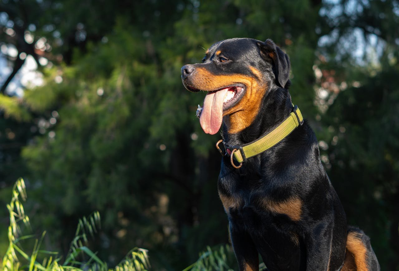 Originário da Alemanha, foi desenvolvido para atuar como cão de trabalho. Inicialmente, auxiliava na condução de gado e na proteção de mercadores. Com o tempo, tornou-se uma das principais raças de guarda e defesa.