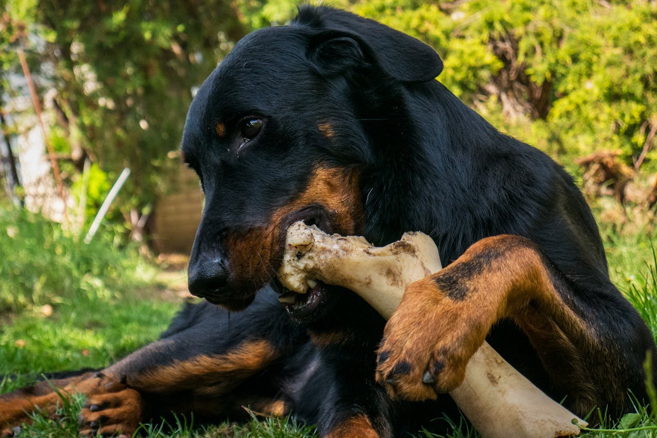 A alimentação deve ser balanceada e de alta qualidade para suprir suas necessidades. Como tende a ganhar peso facilmente, o controle das porções é fundamental. Consultar um veterinário garante uma dieta adequada à sua fase de vida.