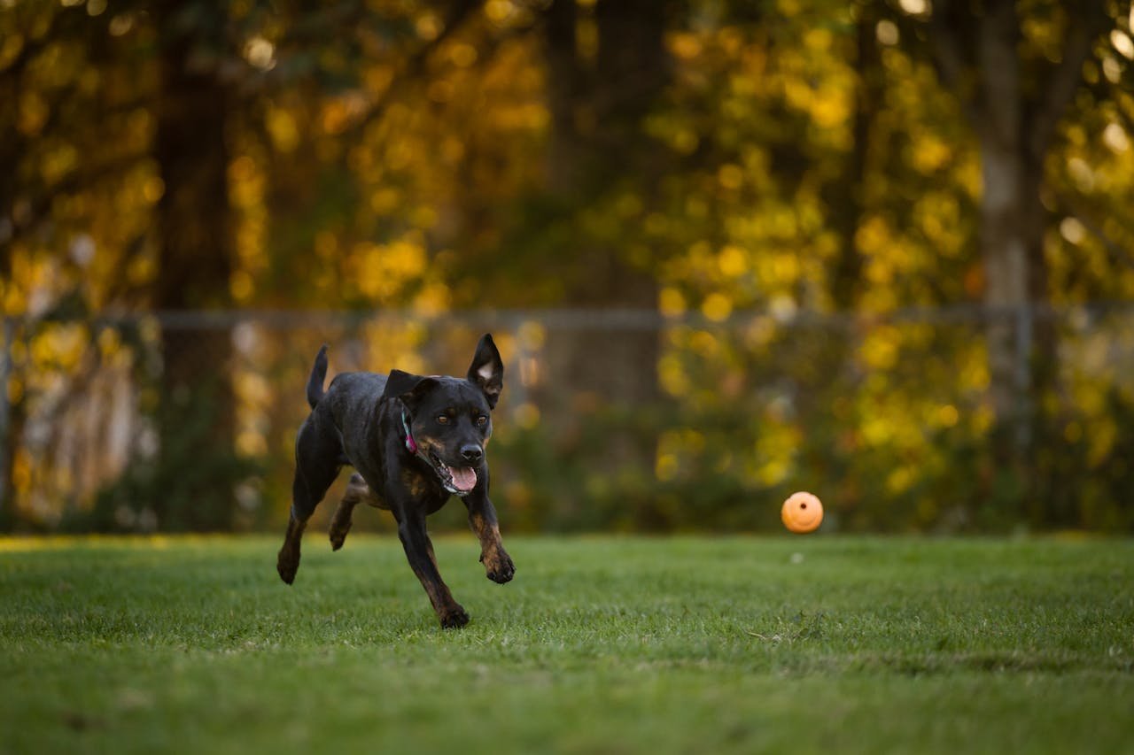 O Rottweiler é uma raça enérgica e precisa de atividades diárias. Caminhadas, corridas e desafios mentais são essenciais para seu bem-estar. O sedentarismo pode resultar em ansiedade e comportamentos destrutivos.